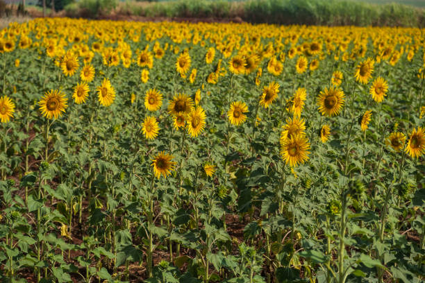 sunflower plantation on a sunny afternoon.