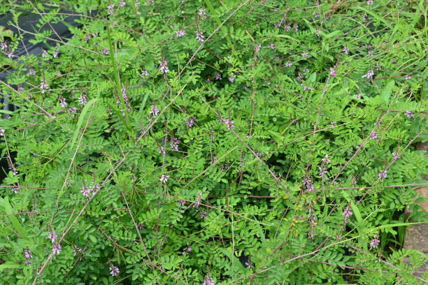 istock Indigofera pseudotinctoria flowers. Fabaceae deciduous shrub. 2158170453