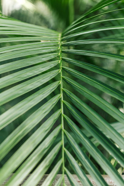 istock Close up Natural green tropical bright green leaf with natural light 2158170748