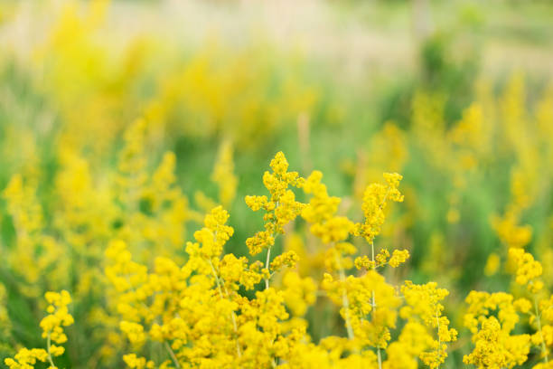 Wild yellow summer flowers. Close up Summertime yellow wild flowers in green field.