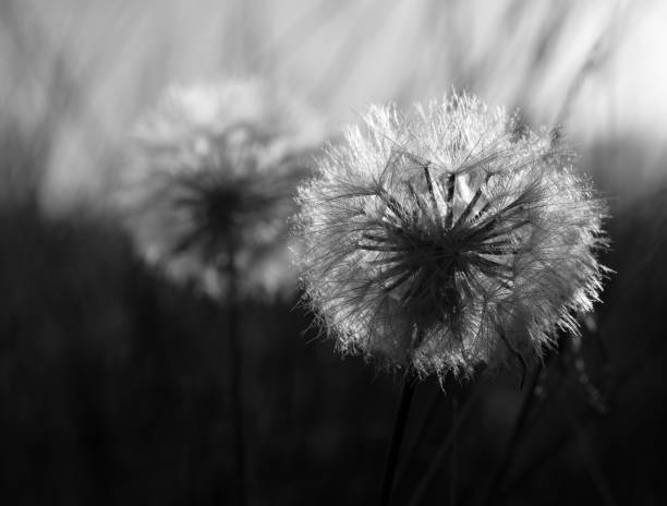 Dandelion seed umbrella in a spider web.