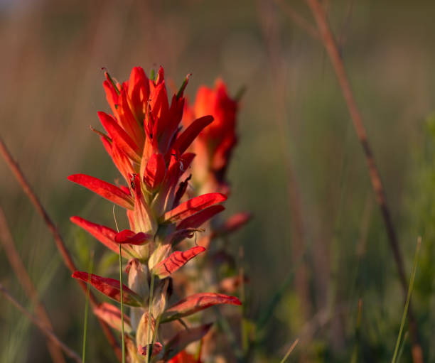 Indian Paintbrush flower in golden light
