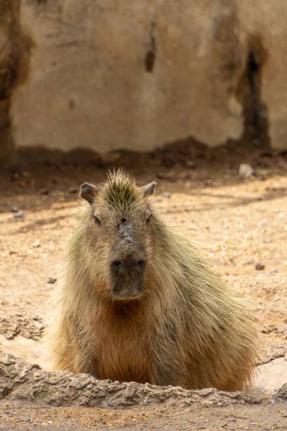 istock Close-up of a capybara sitting on sandy ground with a blurred background 2158171849