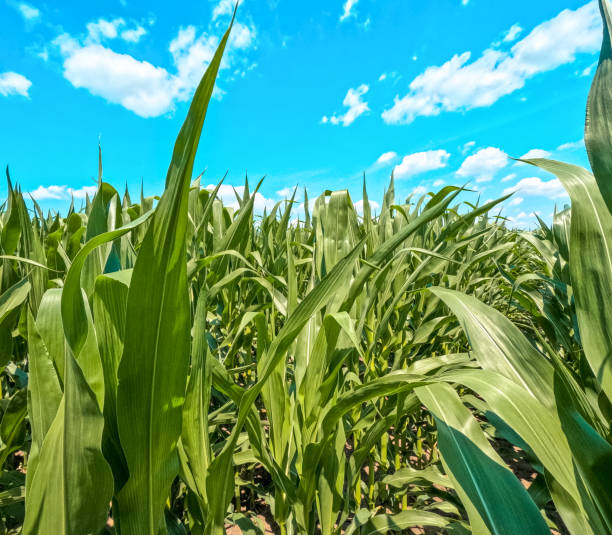 istock Healthy Green Corn Crops in an Agricultural Field 2158173511