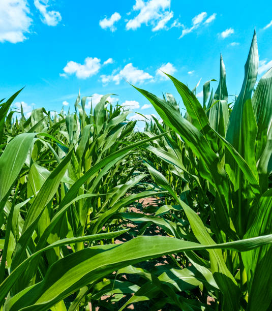 istock Healthy Green Corn Crops in an Agricultural Field 2158173517