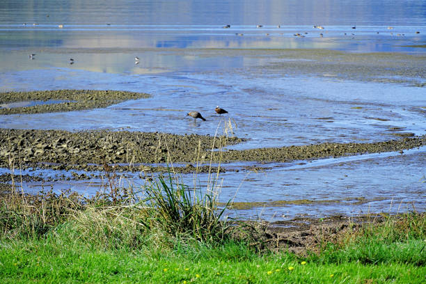 Image captured from the roadside on the way to Akaroa on the Banks Peninsula. It is a peninsula of volcanic origin on the east coast of the South Island of New Zealand. It has an area of approximately 1,150 square kilometres and encompasses two large harbours and many smaller bays and coves