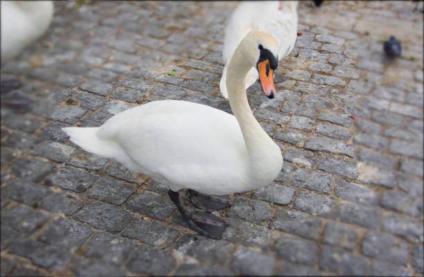 Side view of a white swan looking at camera on a cobblestone floor. Blurred background. Lake of Zurich, Switzerland
