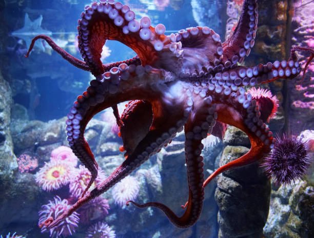 istock close up on live octopus in the aquarium 2158176168