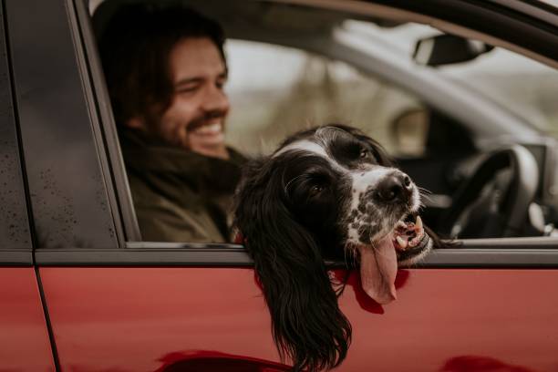 istock Dog resting head on car window photo 2158176223