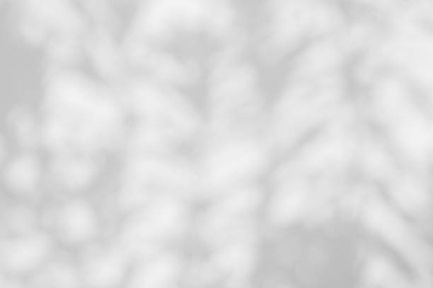 istock Abstract natural tree leaves shadow on white wall background 2158177811