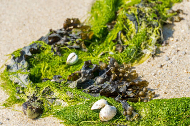Brittany, France, June 2024: Algae, Seaweed and Shells on the beach during low tide