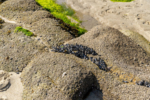 istock Rock Formations on the beach in Fouesnant, Brittany 2158179029