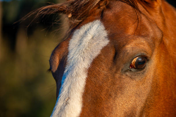 istock Soulful Connection: Beautiful Horse Eyes Meet the Camera 2158179226
