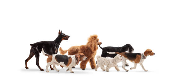 istock Group of different pedigreed dogs walking 2158181210