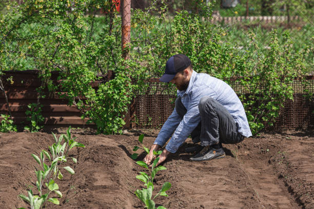 istock bearded man plants eggplant seedlings in the ground 2158181591