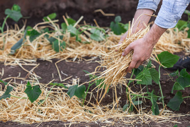 istock Covering young cucumber plants with straw mulch to protect against rapid drying and control weeds in the garden 2158181606