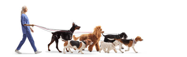 Female veterinarian in a blue uniform walking dogs isolated on white background