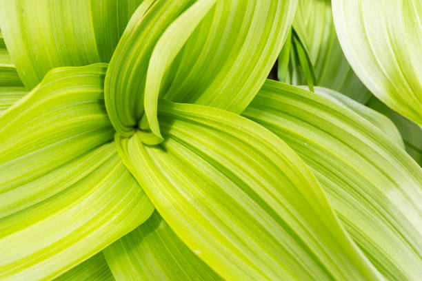 Swirls and lines of high altitude a mountain plant close up abstract.