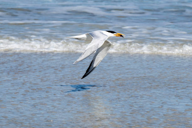 Royal Tern returning to nesting grounds with fresh catch flying close to the Atlantic coast shoreline of northeast Florida.