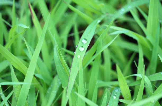 close up on the dew on green grass