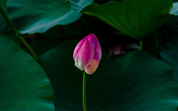 istock blossom pink Lotus flower in lake 2158188630