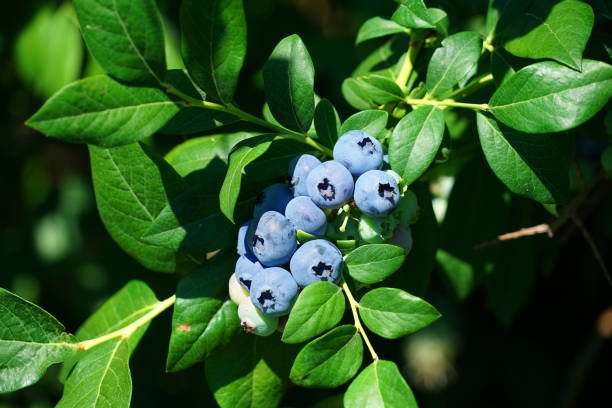 istock close up on fresh blueberry on the tree 2158188827