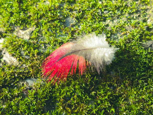 White red feather of a small bird fallen on the ground covered with moss in early Spring - wildlife nature background