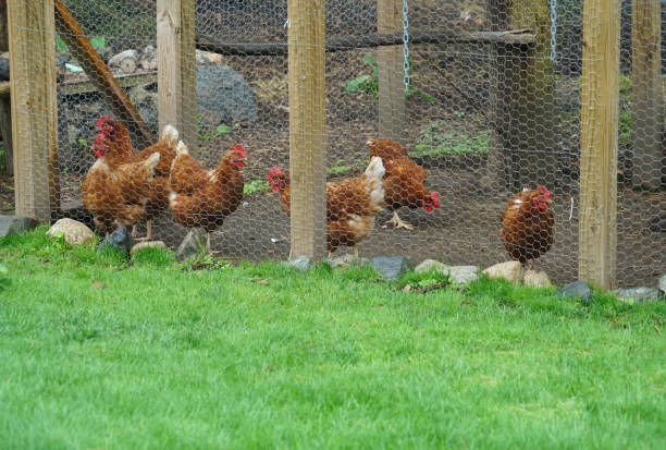 istock close up on chicken in side coop in back yard 2158189108