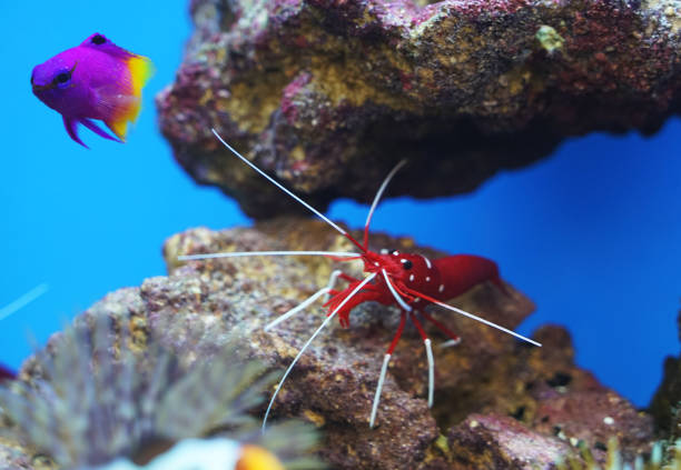 close up on beautiful red shrimp and fish in the reef