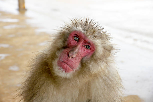 A monkey sits in a cage at the zoo, its eyes filled with worry and sadness.