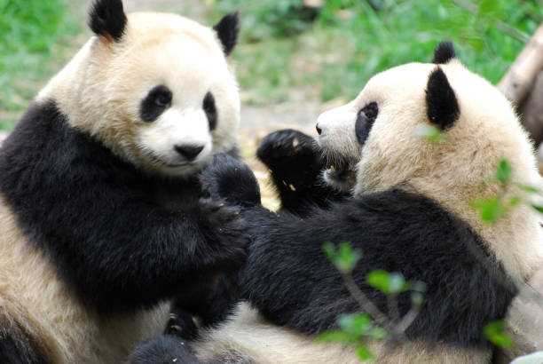 istock two giant pandas playing and eating together 2158189372
