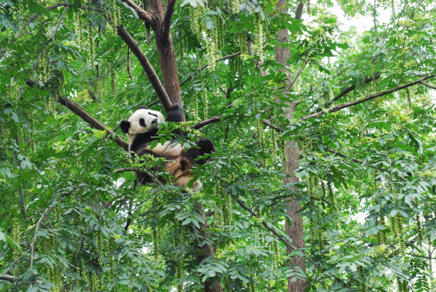 istock young panda climbing up and playing on the tree 2158189381