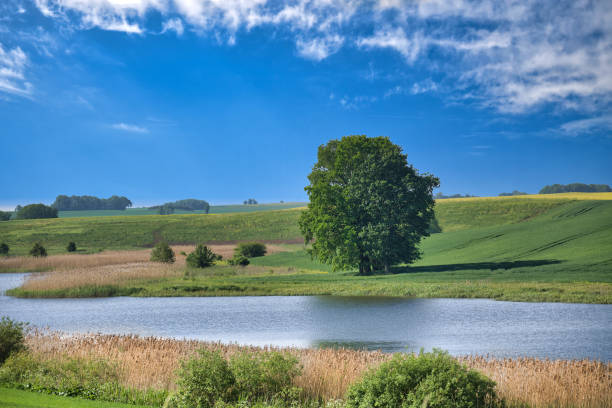 Beautiful landscape featuring a large tree, peaceful river, and vast green fields with a blue sky in the background.