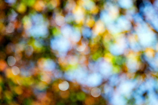 Assorted vibrant colours and shapes created by defocused leaves in light. Captured in winter looking up to a blue sky