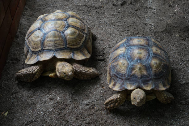 istock Close-up of Two Tortoise on Sandy Surface 2158191633