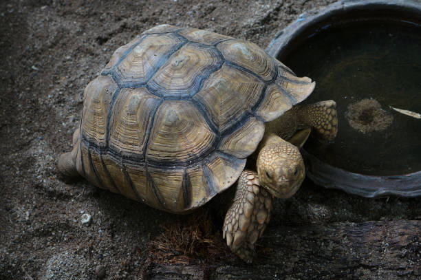 istock Close-up of a Tortoise on Sandy Surface 2158191645