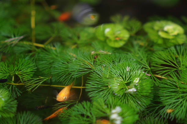 Close-up of aquatic plants with green leaves and a small fish swimming in the water.