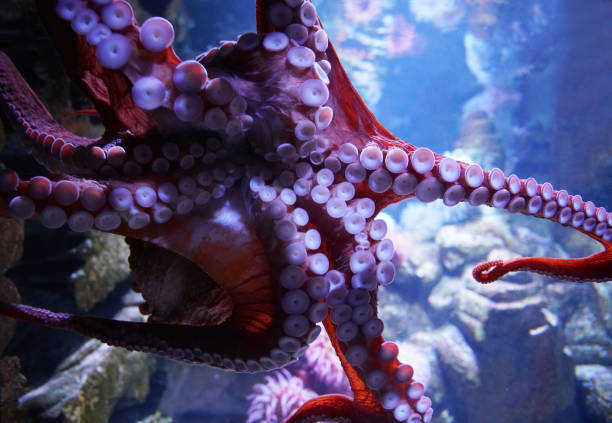 istock close up on live octopus in the aquarium 2158191656