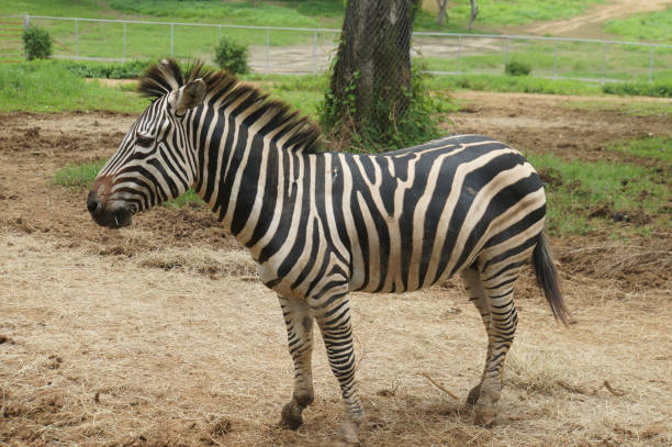 istock A zebra standing on a grassy and dirt area in a zoo enclosure 2158191679