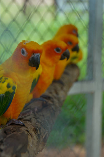 istock Four vibrant orange and yellow parrots perched on a branch inside a cage 2158191782