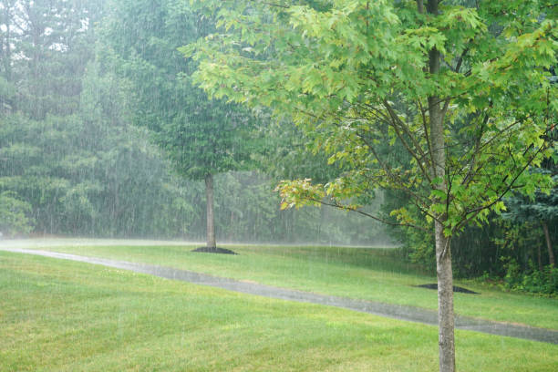istock heavy rain and tree in the parking lot 2158191785