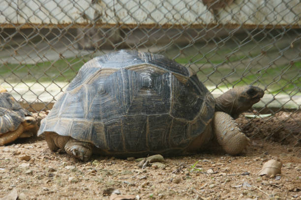 istock Side view of a walking turtle on sand pile in cage 2158191893