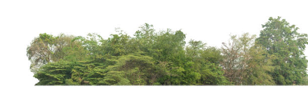 istock Green trees isolated on white background. are Forest and foliage in summer for both printing and web pages 2158192010
