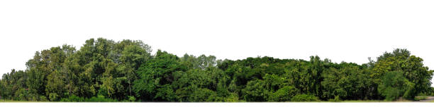 istock A group of rich green trees High resolution on white background. 2158192049