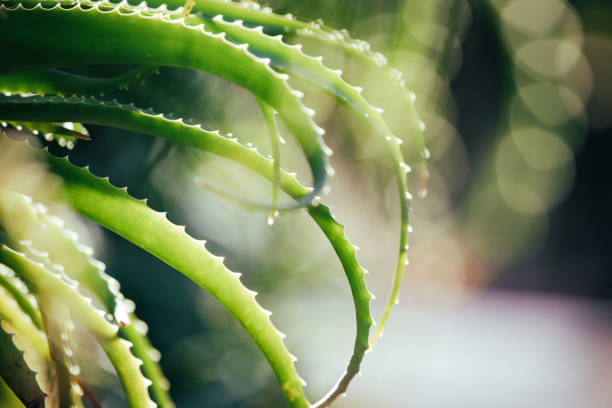 istock Beautiful green vibrant aloe plants with teeth-like spiny leaves 2158193109
