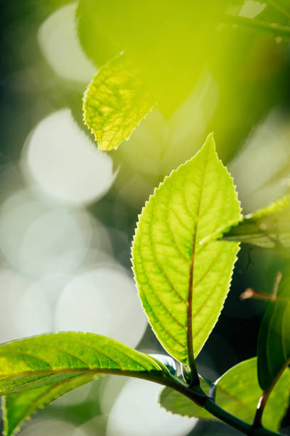 Vibrant green back-lit plant leaves with bokeh background lights
