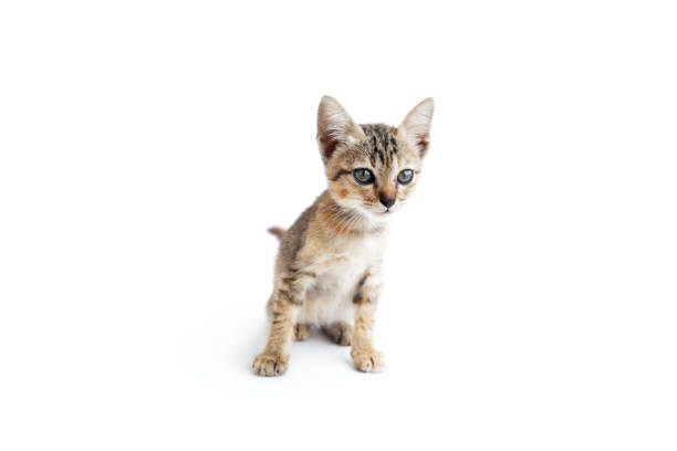 Baby cat isolated on white background, Little tabby kitten
