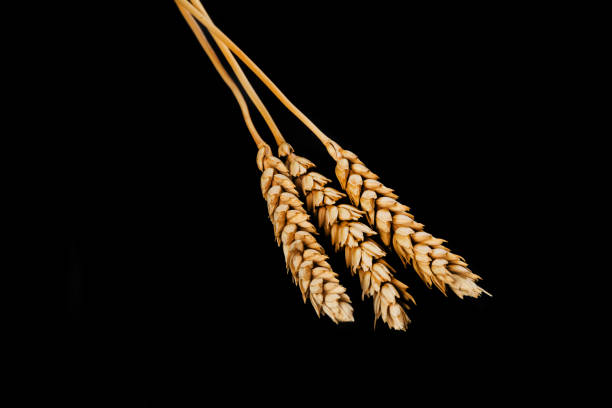 Ripe ears of wheat on a black background
