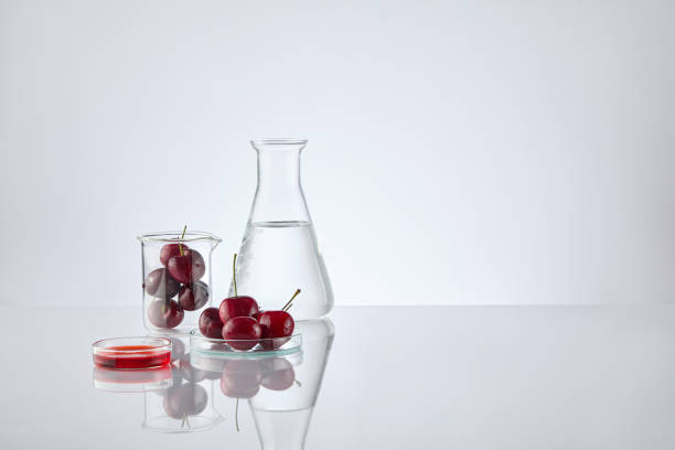 Laboratory items like an erlenmeyer of transparent liquid, a beaker and a petri dish contain fresh cherries, a red liquid dish, all items placed on the left side. Blank space for displaying product los artículos de laboratorio como un erlenmeyer de líquido transparente, un vaso de precipitados y una placa de petri contienen cerezas frescas, un plato de líquido rojo, todos los os colocados en el lado izquierdo. espacio en blanco para mostrar