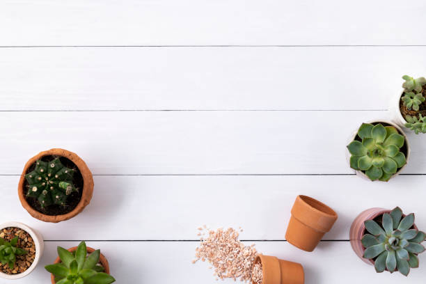 istock Potted cactus and succulent border flat lay with blank space 2158197505